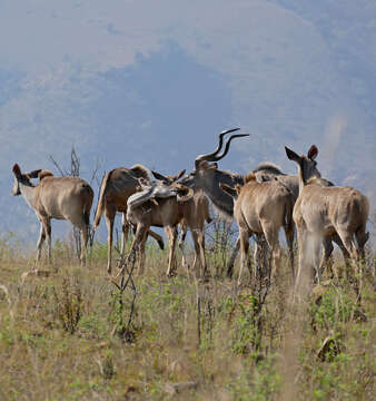 Image of Spiral-horned Antelope