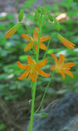 Lilium parvum Kellogg resmi