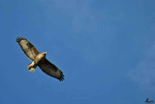 Image of Common Buzzard