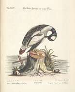 Image of Bucephala Baird & SF 1858