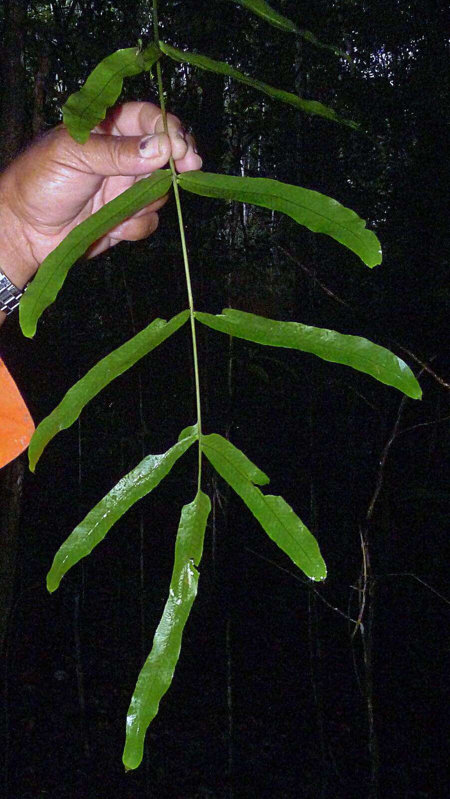 Image of Polypodiaceae