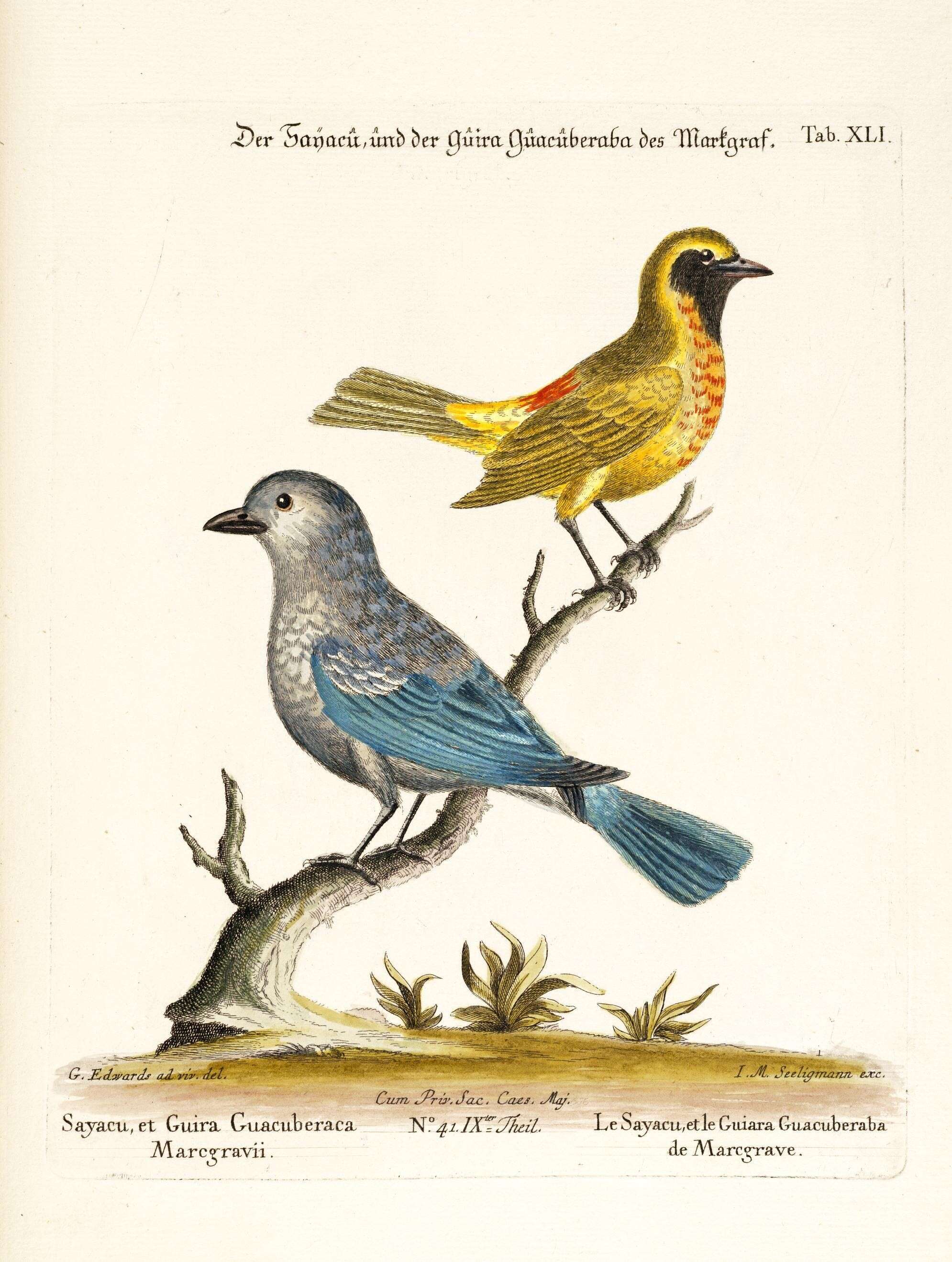 Image de Thraupis Boie & F 1826