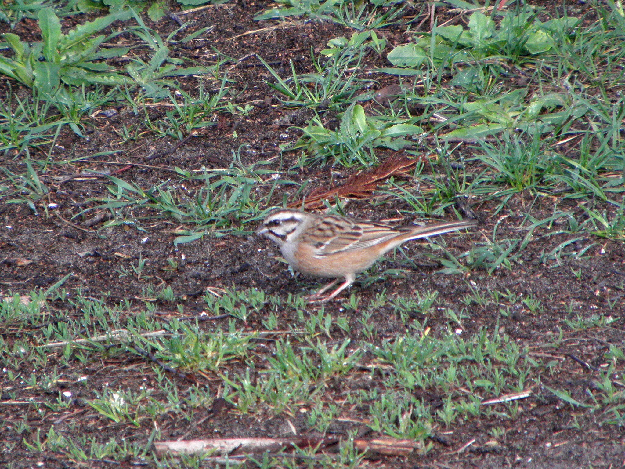 Image of European Rock Bunting