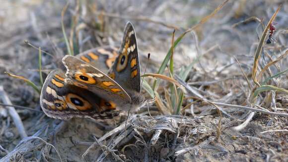 Image of Meadow Argus