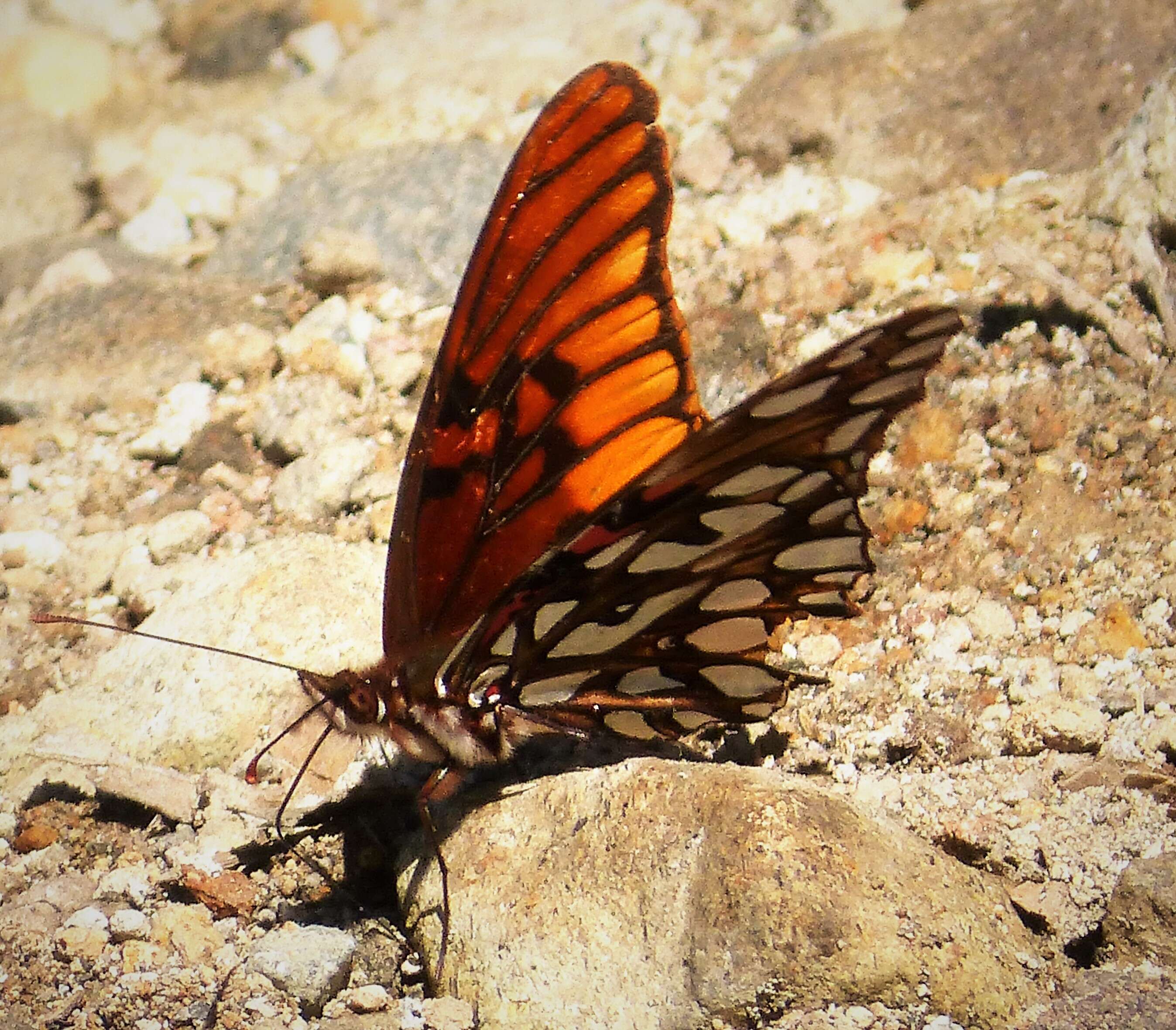 Image of Silverspots