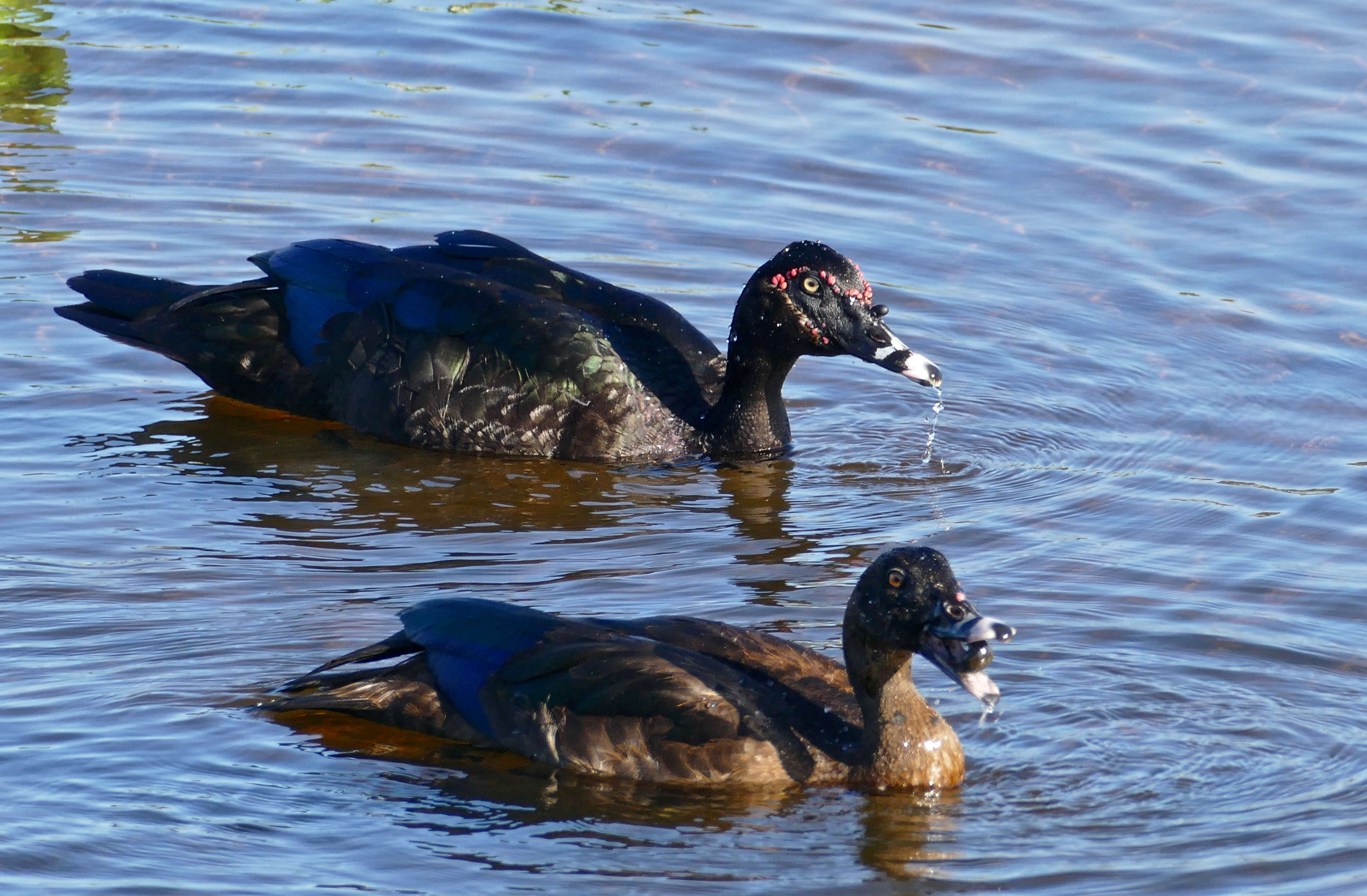 Image of Cairina Fleming & J 1822