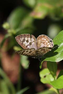 Image of Lang's Short-tailed Blue