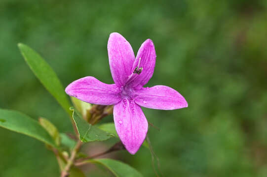 Pseuderanthemum laxiflorum (A. Gray) Hubbard ex L. H. Bailey resmi