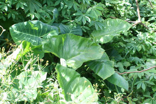 Image of colocasia