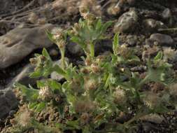 Image of cudweed