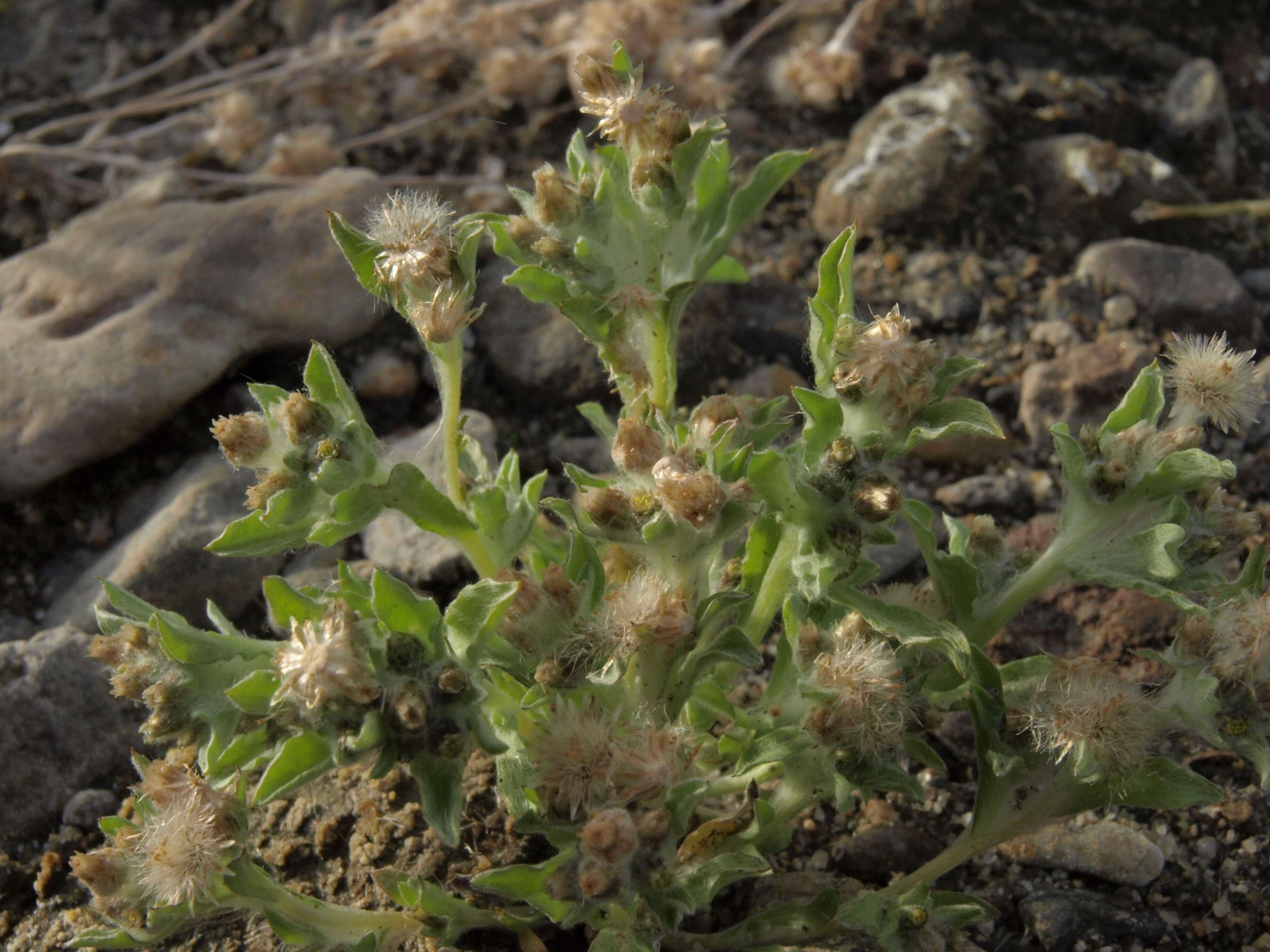 Image of cudweed