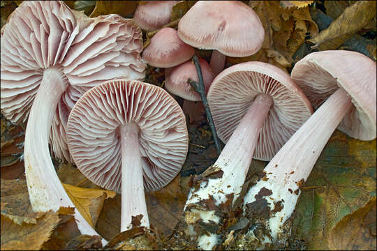 Image of Bonnet Mushroom