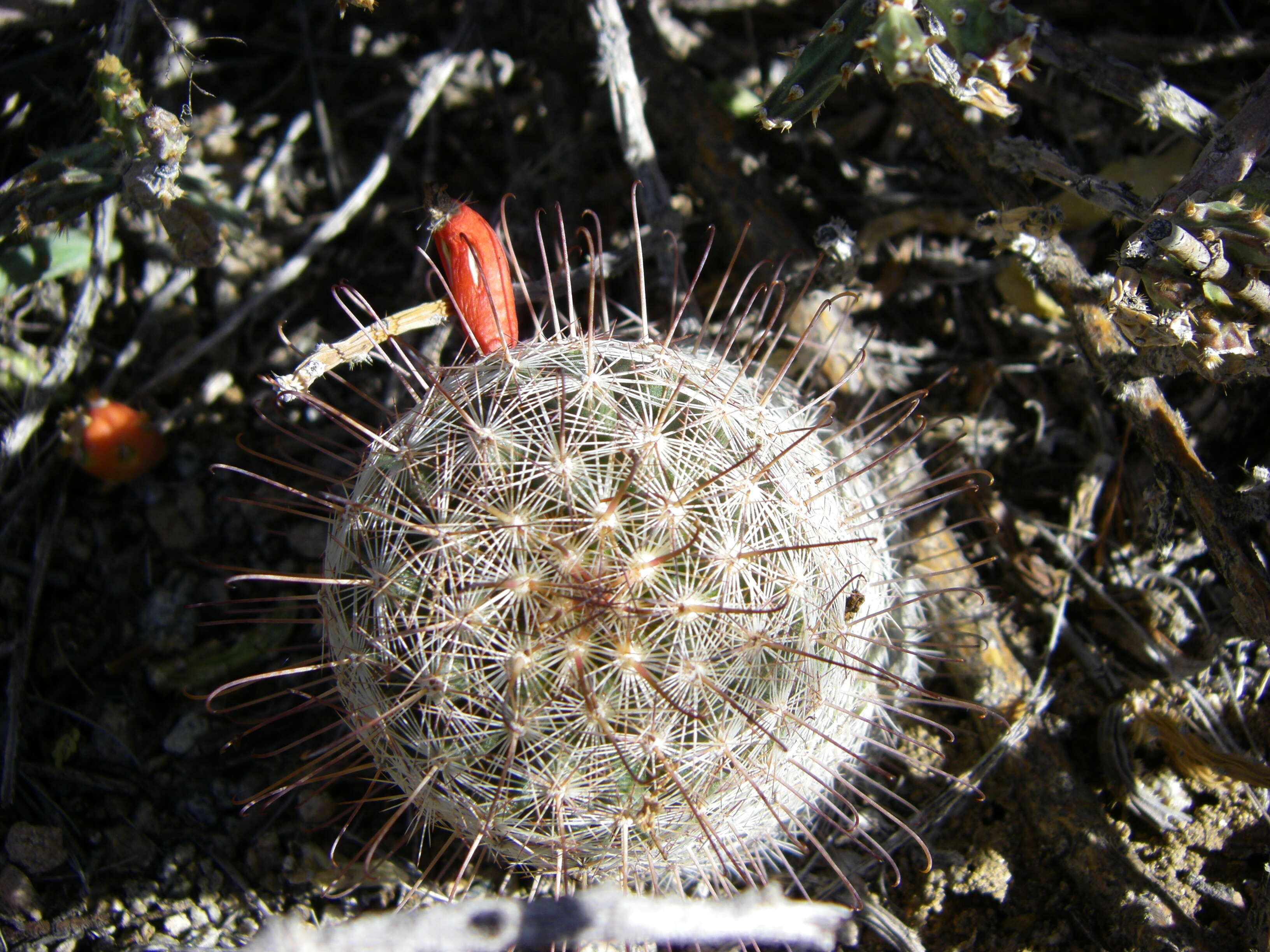 Image of Graham's Pincushion Cactus