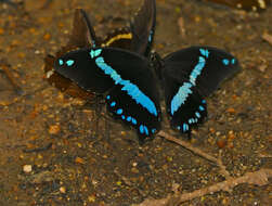 Papilio nireus lyaeus resmi