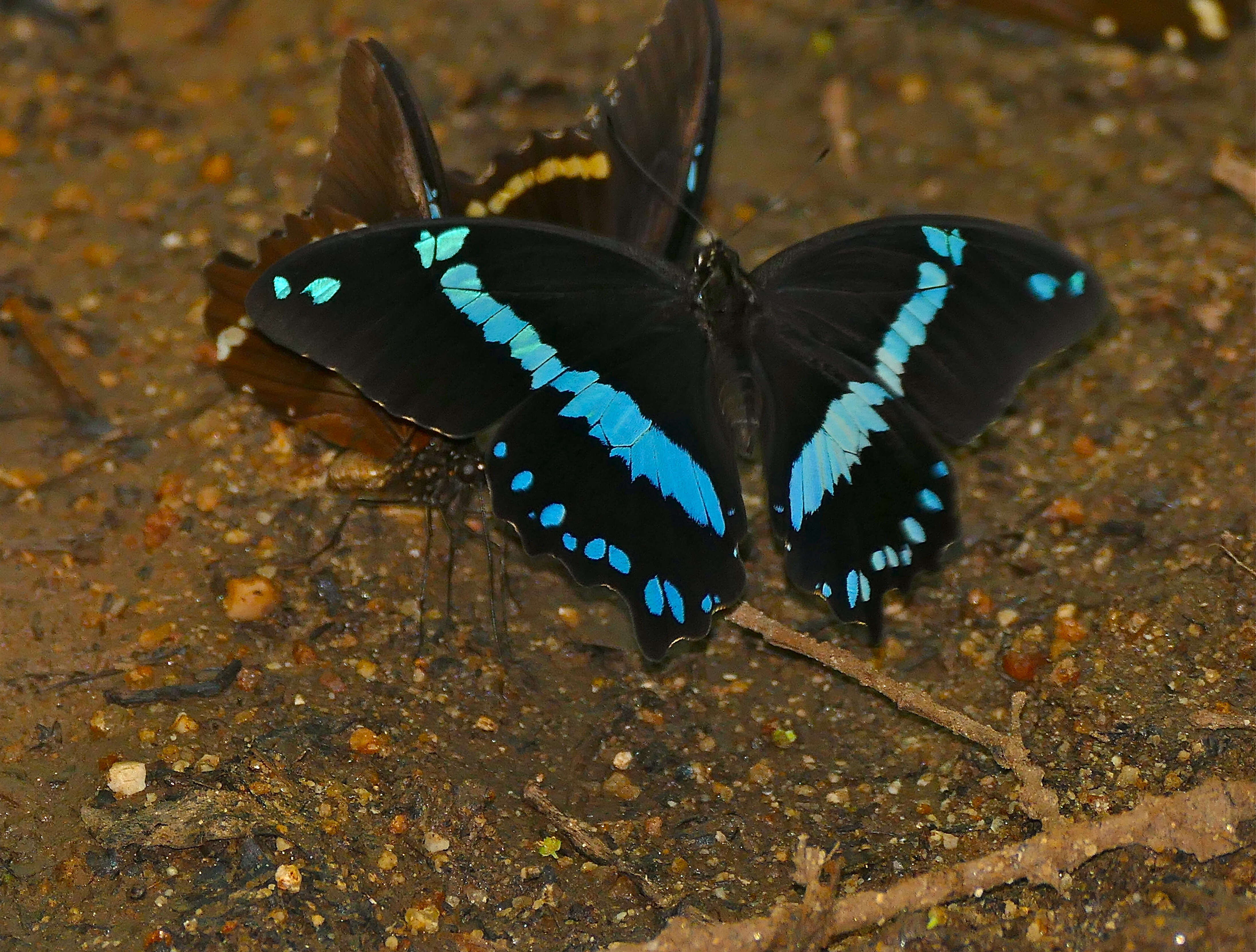 Papilio nireus lyaeus resmi