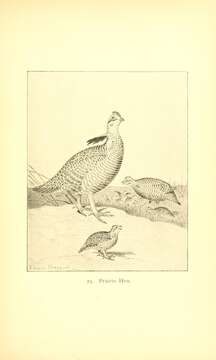 Image of Greater Prairie Chicken