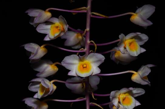 Dendrobium amabile (Lour.) O'Brien resmi