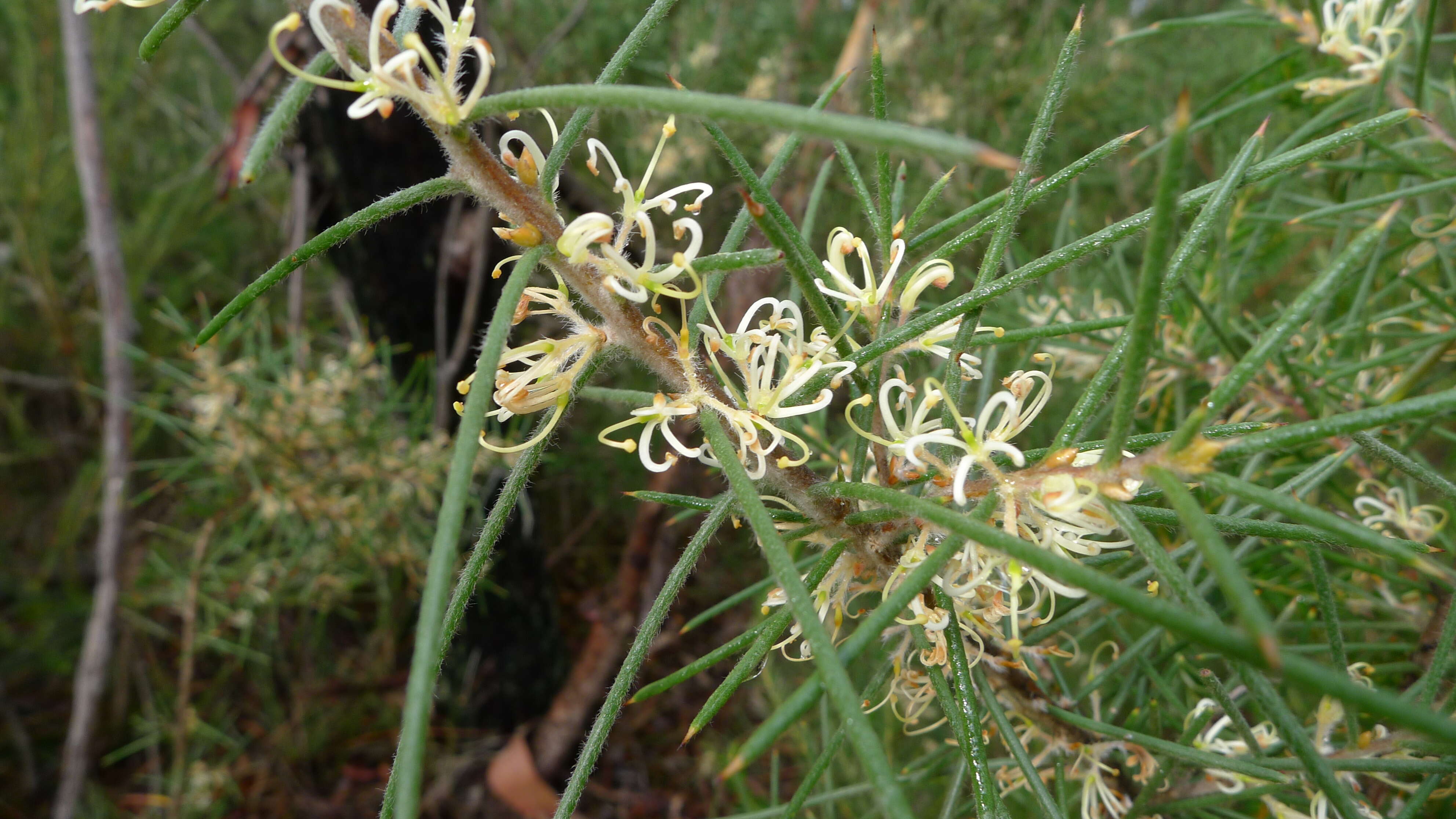 Imagem de Hakea gibbosa (Sm.) Cav.