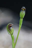 Image of Leafless greenhood