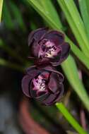 Cymbidium Kiwi Midnight的圖片