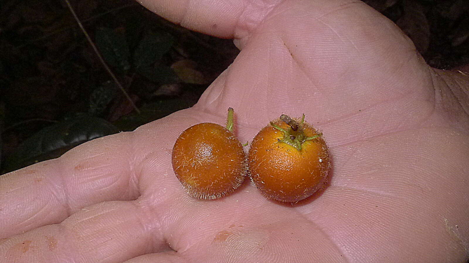 Слика од Solanum rupincola Sendtn.