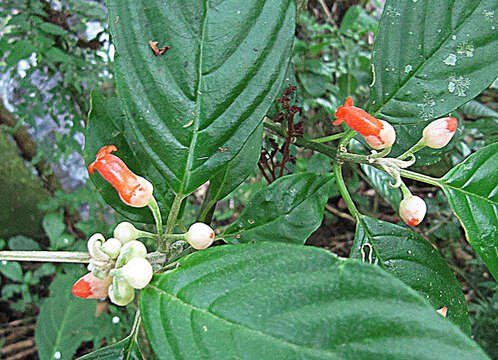 Image of Besleria triflora (Oerst.) Hanst.