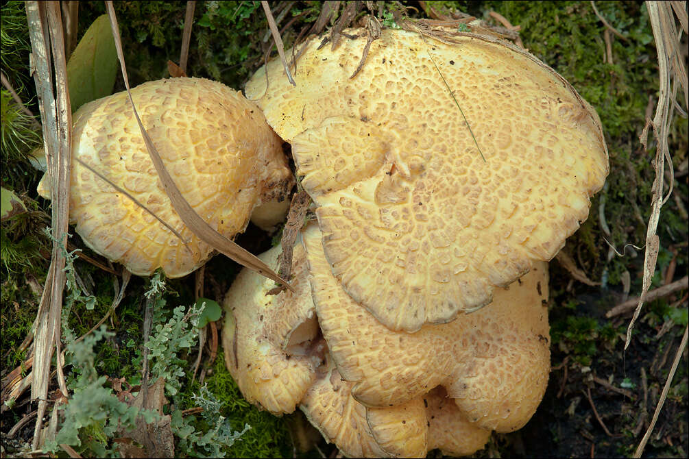 Image of Russulales