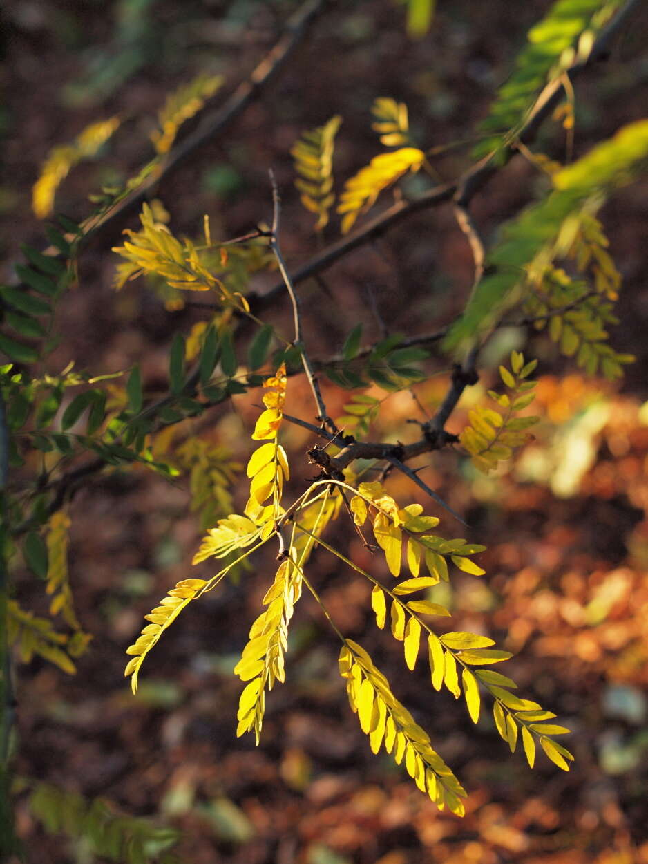 Plancia ëd Gleditsia