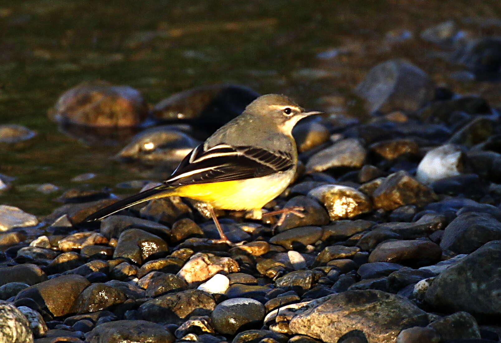 Image of Grey Wagtail