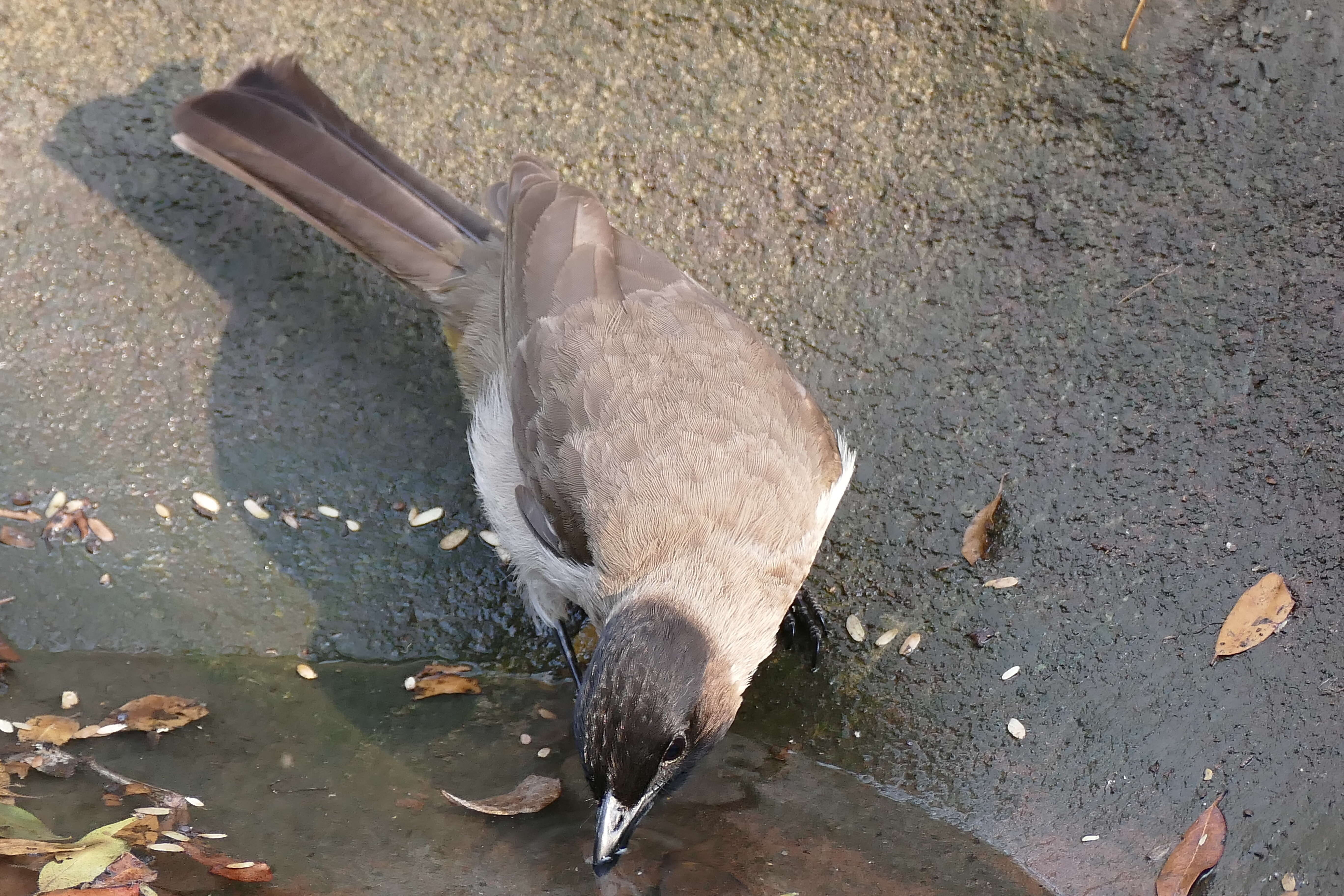 Image de Bulbul tricolore