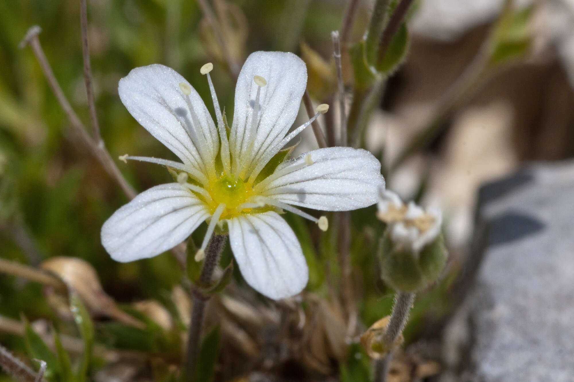 Image of Arenaria grandiflora L.