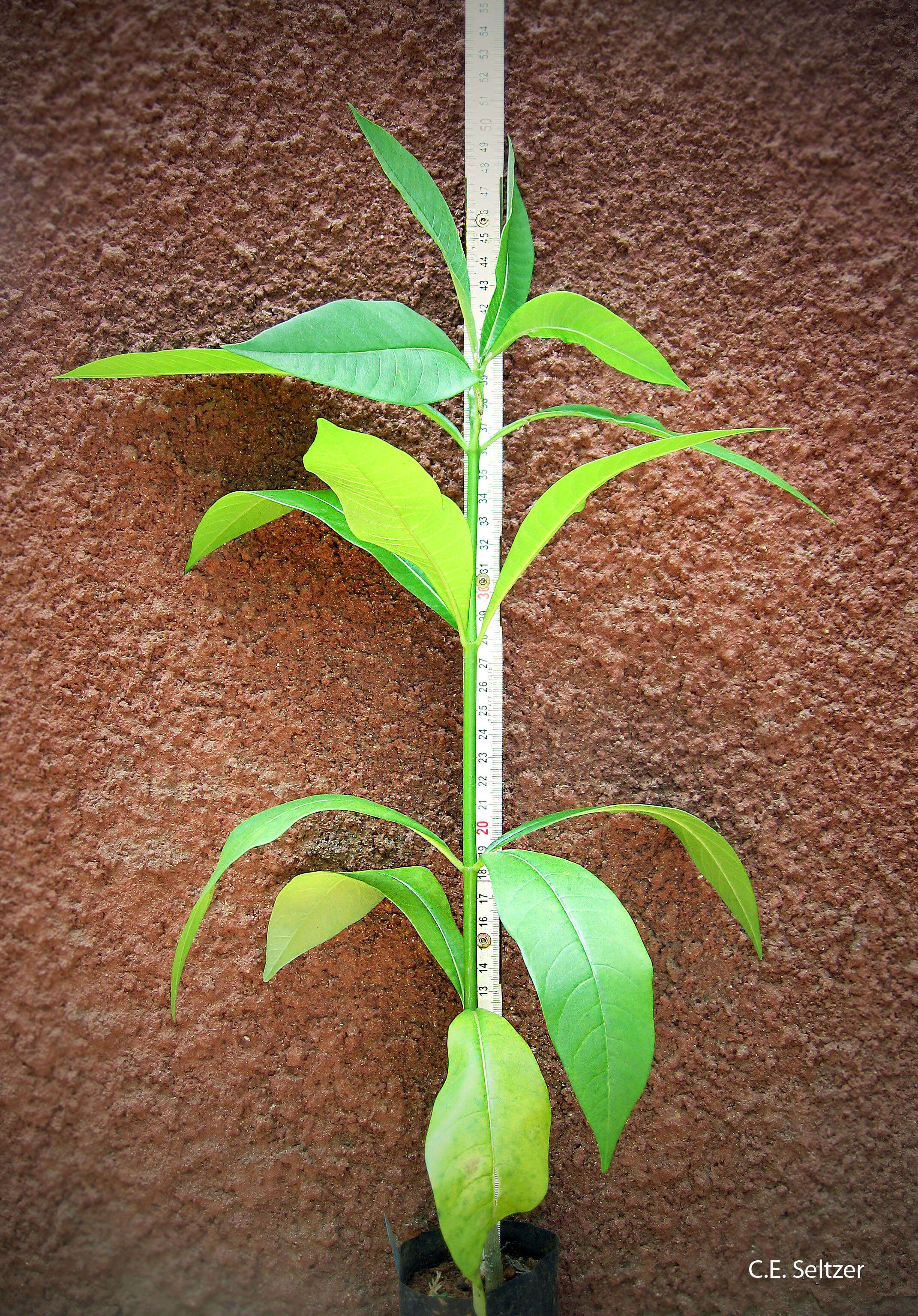 Image of Quinine tree