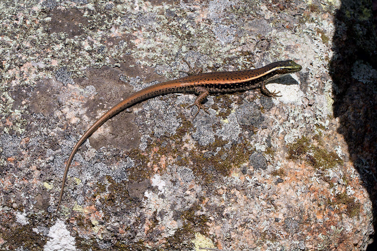 Image of water skink