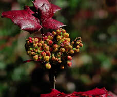 Image of Berberis aquifolium