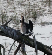 Image of White-breasted Cormorant