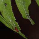 Image of Minicia teneriffensis Wunderlich 1980