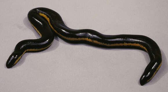 Image of Asian caecilian
