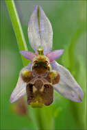 Ophrys scolopax subsp. cornuta (Steven) E. G. Camus resmi