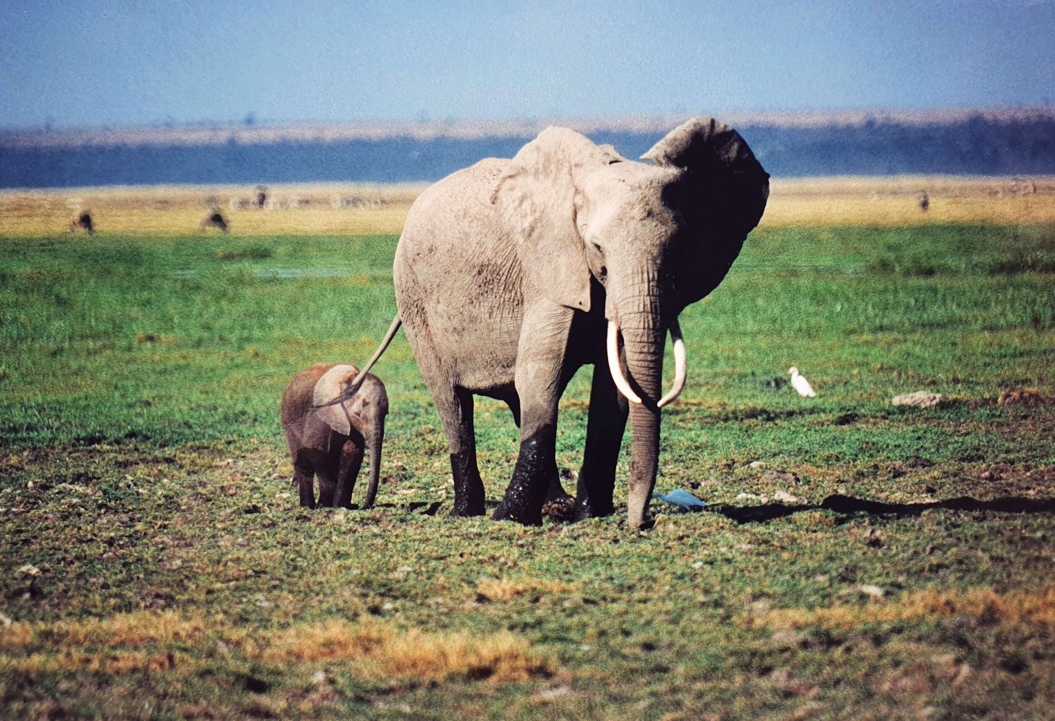 Image of <i>Loxodonta africana cyclotis</i> (Matschie 1900)