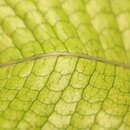 Image de Microsorum musifolium (Bl.) Copel.