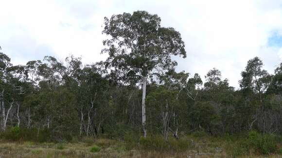 Imagem de Eucalyptus rubida Deane & Maiden