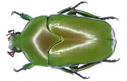 Image of Ischiopsopha