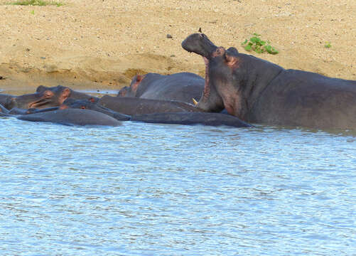 Image of Common Hippopotamus