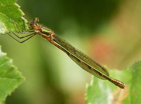 Image of Common Emerald Damselfly