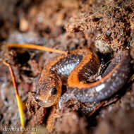 Plethodon cinereus (Green 1818) resmi