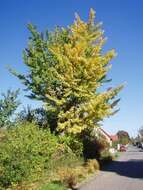 Image of Ginkgoopsida