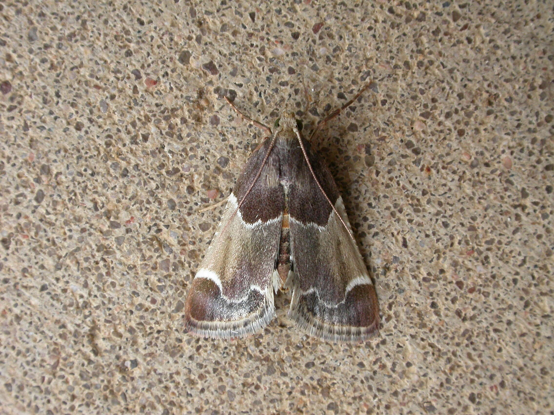 Image of Meal Moth