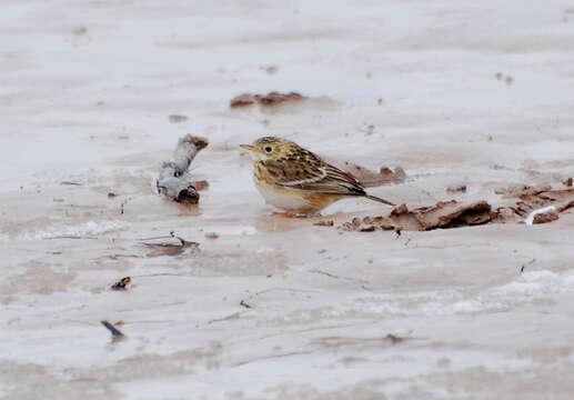 Image of Sprague's pipit