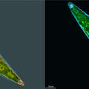 Image de Closterium lanceolatum Kützing ex Ralfs 1848