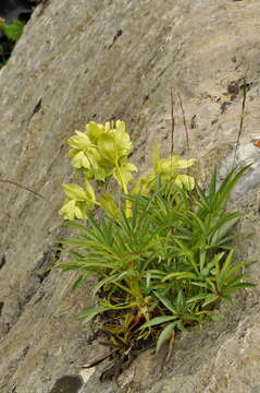 Image of Stinking Hellebore